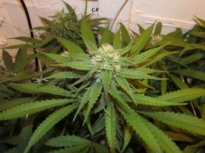 32days (3)