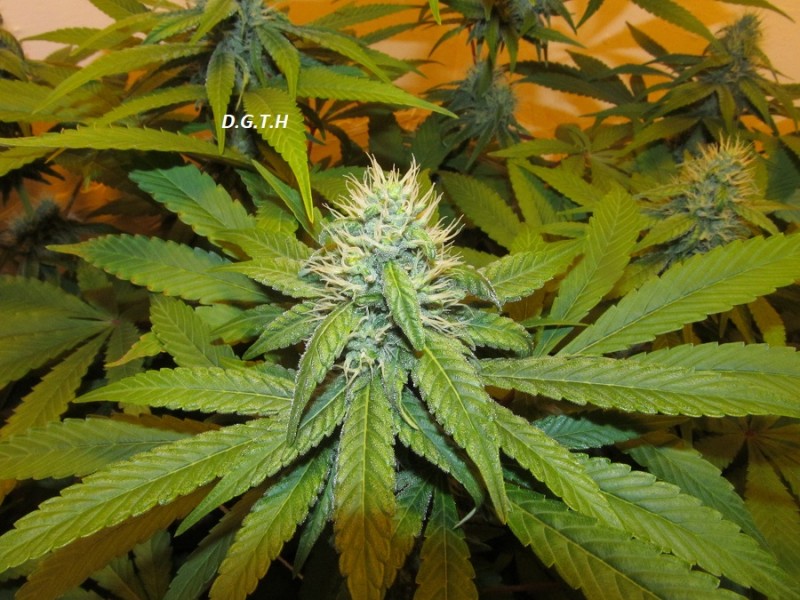 32days (6)