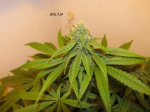 32days (7)