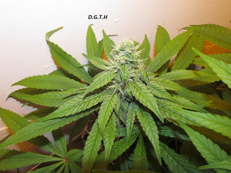 32days (8)