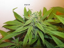 32days (8)