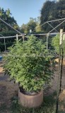 Super Sour Diesel