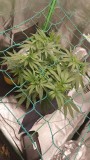 IMG_20210719_164430_536