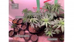 veg