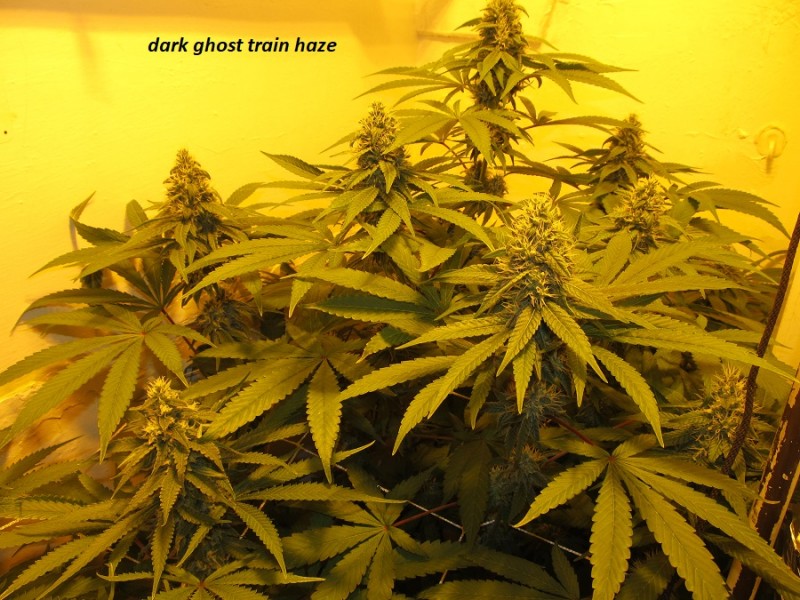 38days (6)