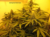 38days (6)