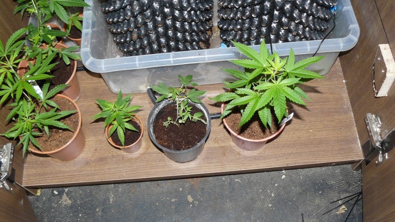 td zkittlesog etc 018