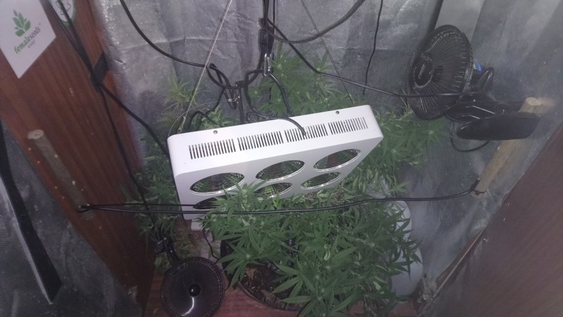 light in plant