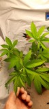 IMG-20210725-WA0004