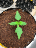 Silky Ganache (with the mutant 2nd leaves)2021-07-29