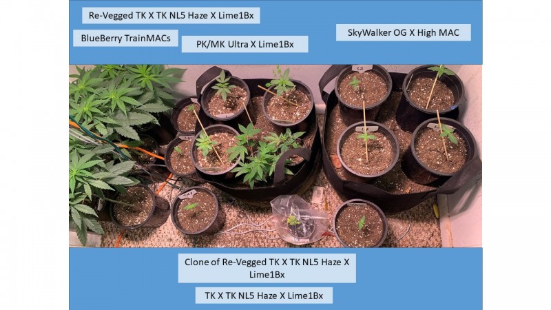 veg