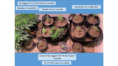 veg