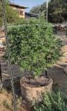 Super Sour Diesel