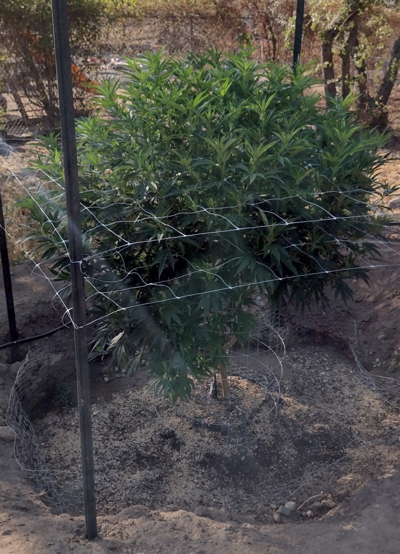 Super Sour Diesel