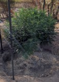 Super Sour Diesel