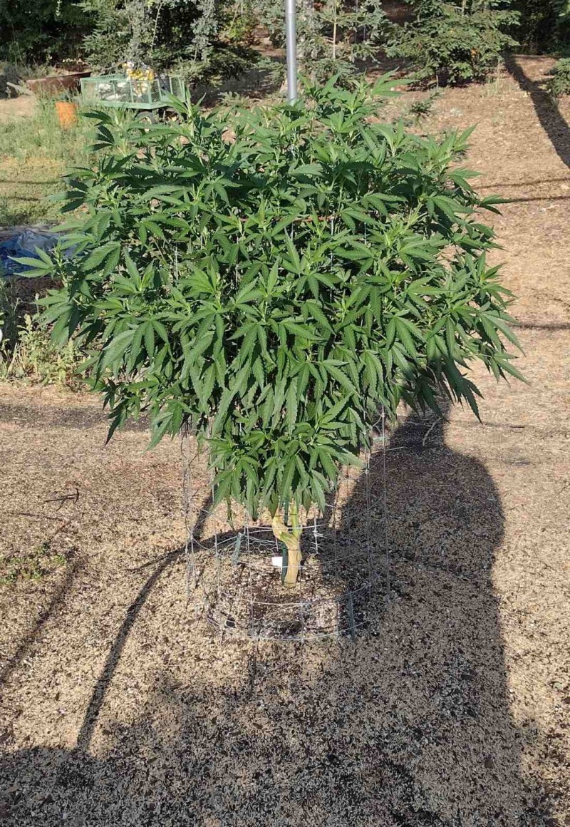 Sundae Driver