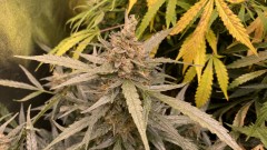 Autos