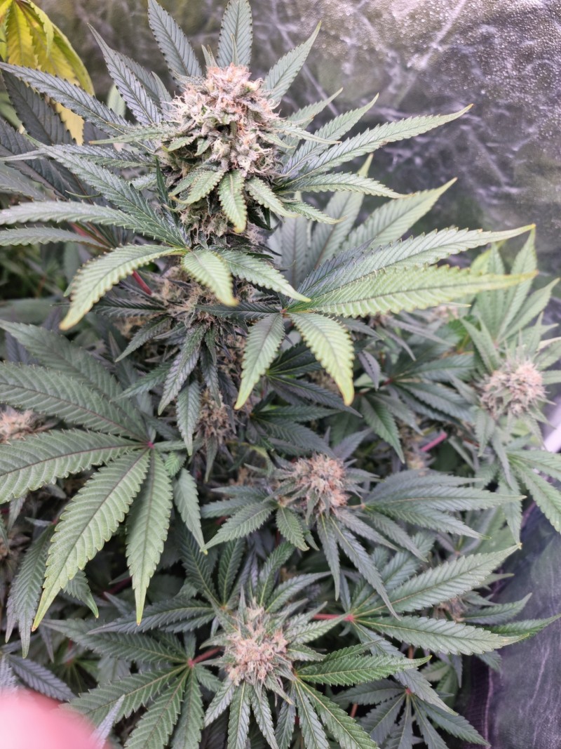 BG 50d