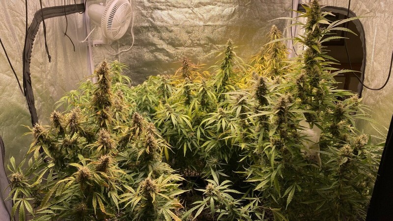 Auto JH