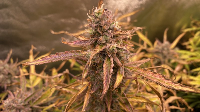 Autos