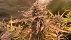Autos