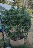 Super Sour Diesel