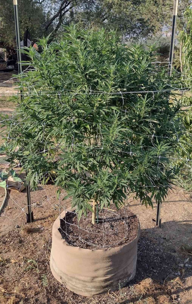 Super Sour Diesel