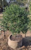 Super Sour Diesel