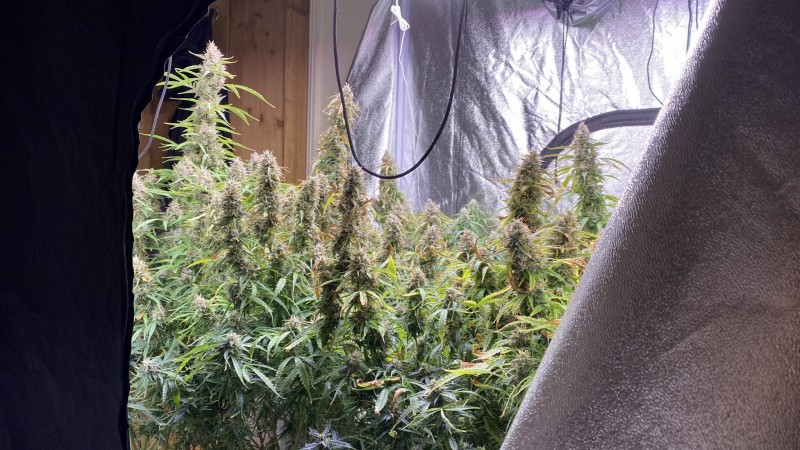 Jack Herer Autos