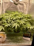 Start week 3-1