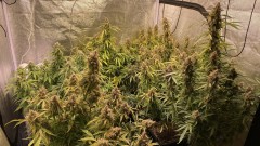 Autos