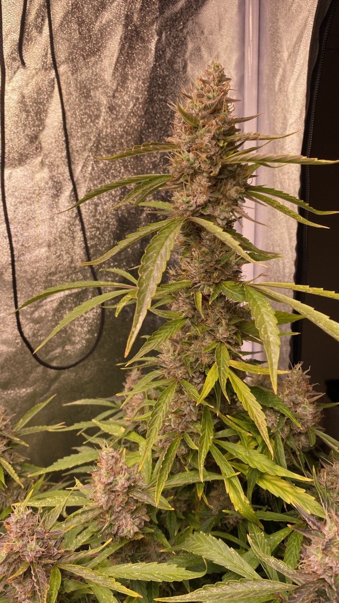 Autos