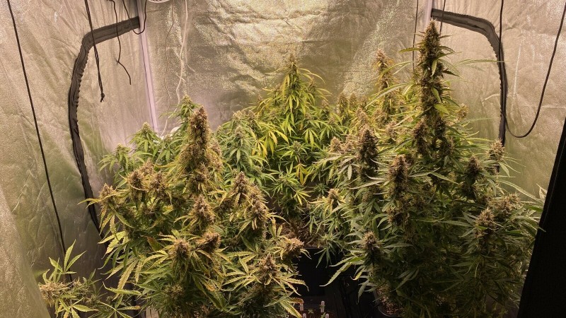 Autos