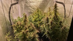 Autos