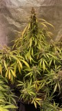 Autos
