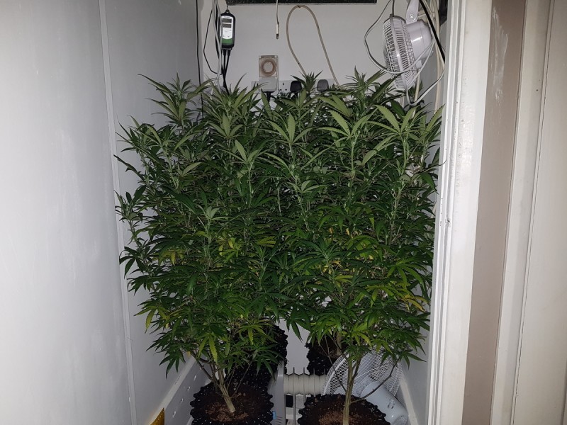 Agent Orange & EXO