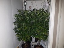 Agent Orange & EXO