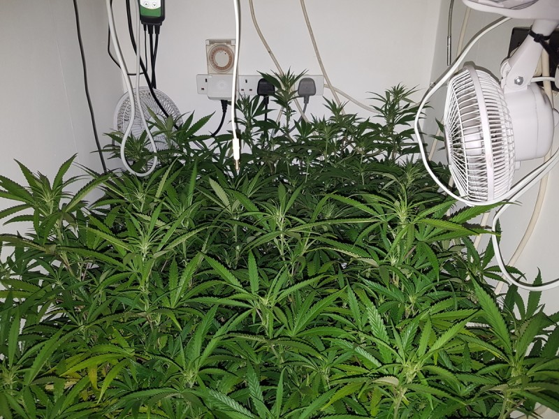 Agent Orange & EXO