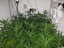 Agent Orange & EXO