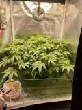 Week 3 Flower day 2-1