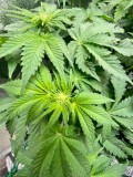 Week 3 Flower day 2-3