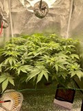 Week 3-day 3-1