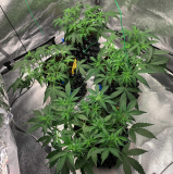 Ladies 1 2021-08-19