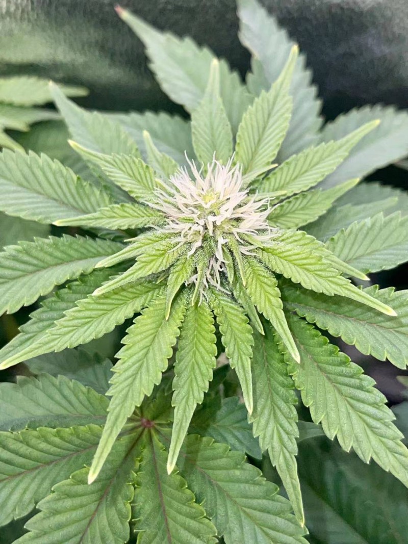 Week 4 day 3-5