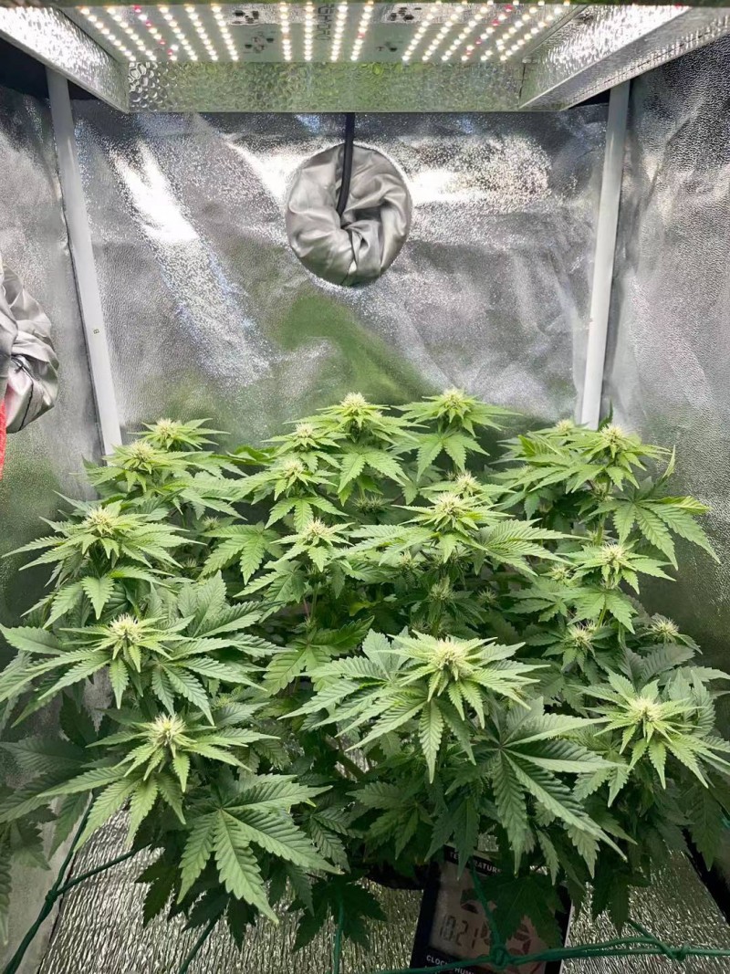 Week 4 day 3-8