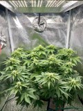 Week 4 day 3-8