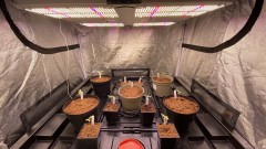Multi strain