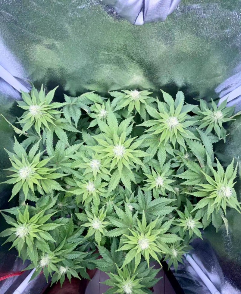Week 4 day 4-5