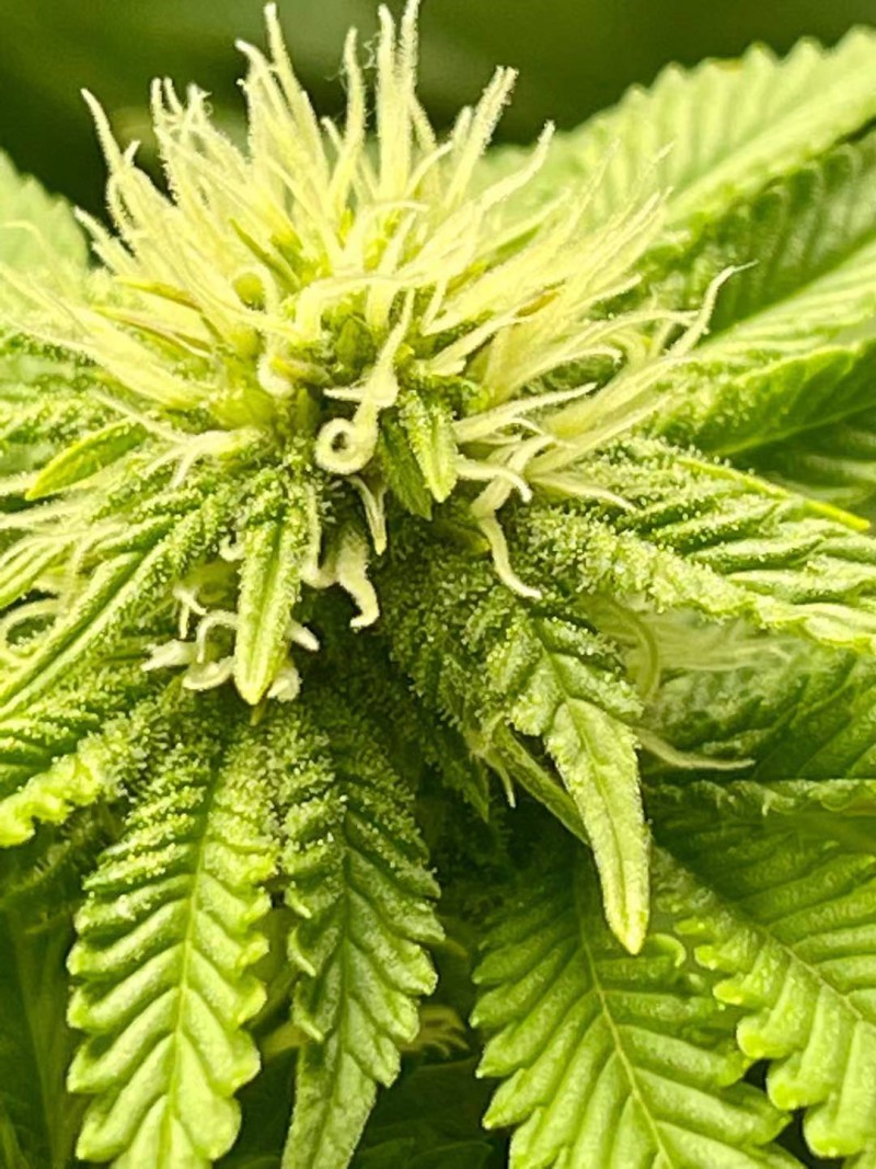 Week 4 day 4-6