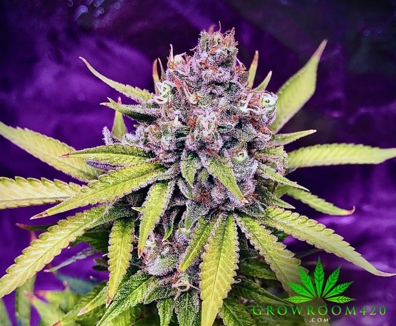mn wiz bud 1